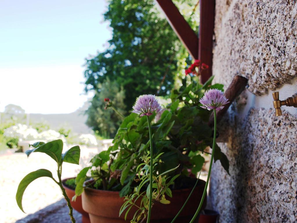Quinta Da Pousadela - Agroturismo Амаранте Екстериор снимка
